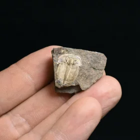 trilobit Aulacopleura konincki