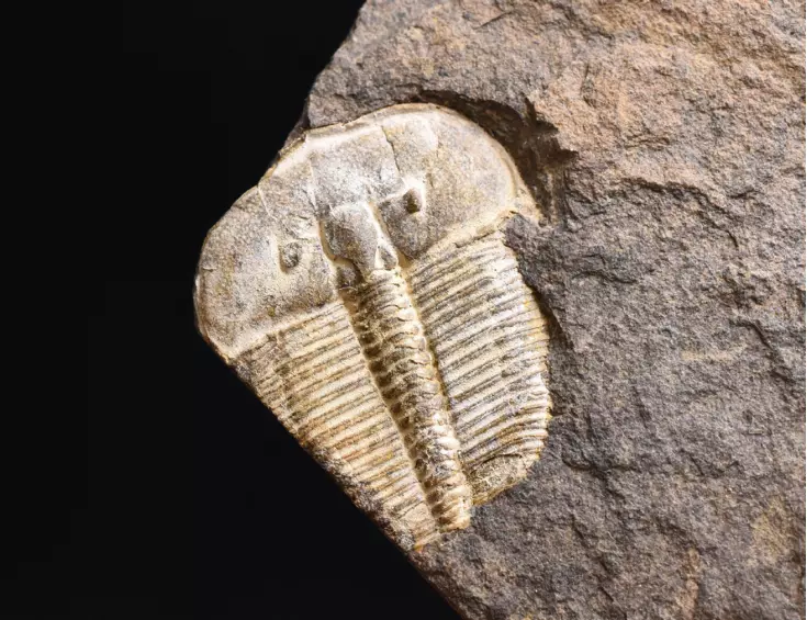 trilobit Aulacopleura konincki