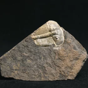 trilobit Aulacopleura konincki