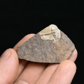 trilobit Aulacopleura konincki