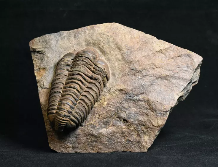 trilobit Colpocoryphe grandis