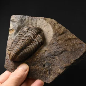 trilobit Colpocoryphe grandis