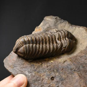 trilobit Colpocoryphe grandis
