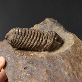 trilobit Colpocoryphe grandis