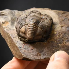 trilobit Colpocoryphe grandis