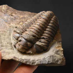 trilobit Colpocoryphe grandis
