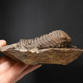 trilobit Colpocoryphe grandis