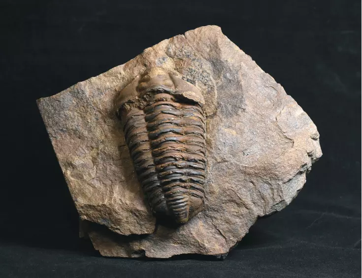 trilobit Colpocoryphe grandis
