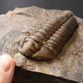 trilobit Colpocoryphe grandis