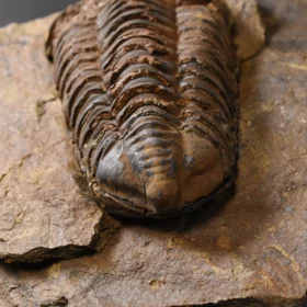 trilobit Colpocoryphe grandis