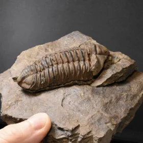 trilobit Colpocoryphe grandis