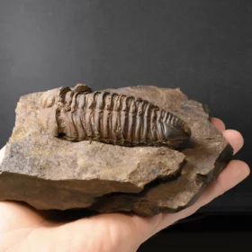 trilobit Colpocoryphe grandis