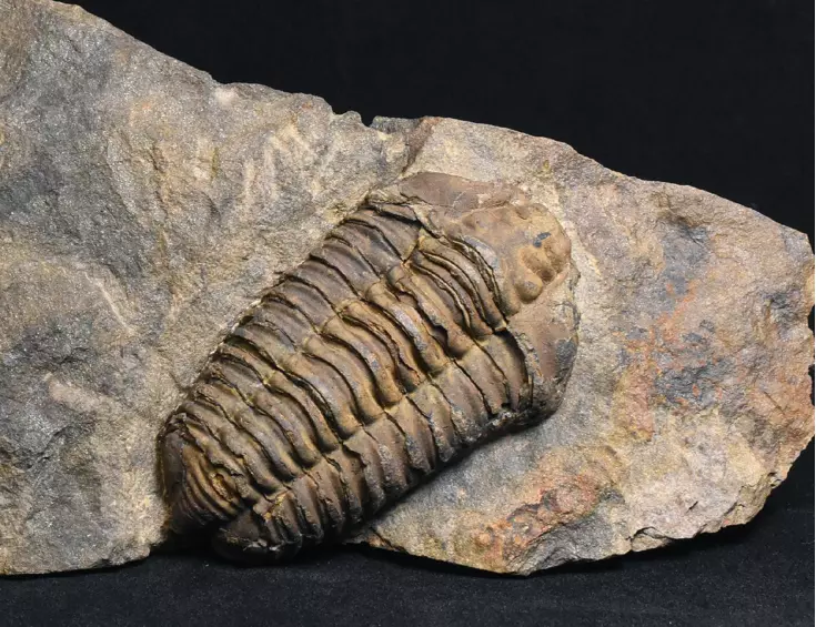 trilobit Colpocoryphe grandis