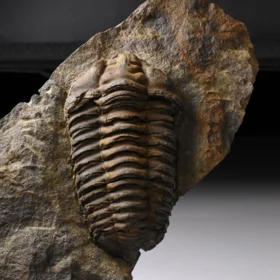 trilobit Colpocoryphe grandis