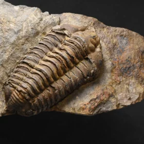 trilobit Colpocoryphe grandis
