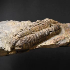 trilobit Colpocoryphe grandis