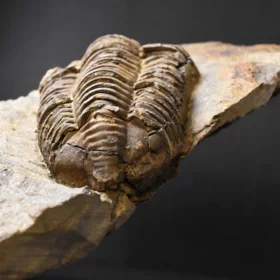trilobit Colpocoryphe grandis