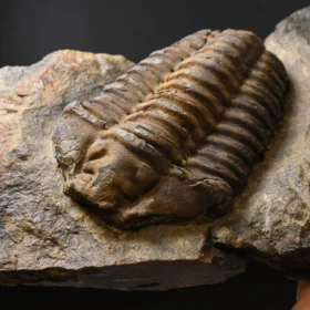 trilobit Colpocoryphe grandis