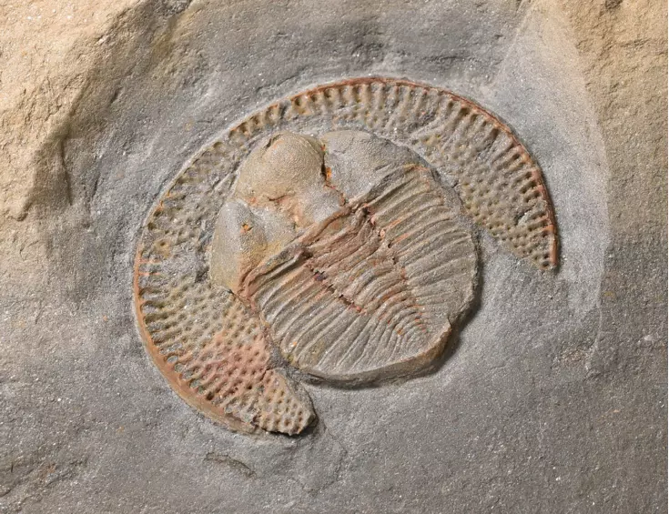 trilobit Declivolithus titan