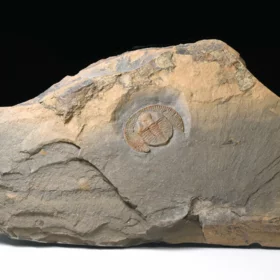 trilobit Declivolithus titan
