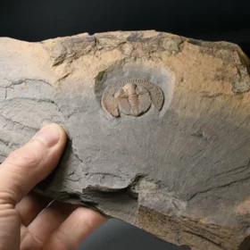 trilobit Declivolithus titan