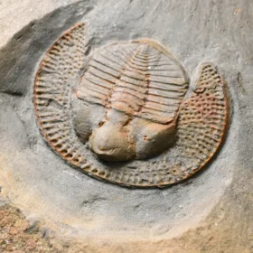 trilobit Declivolithus titan
