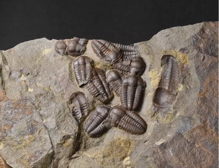 trilobit Ellipsocephalus hoffi