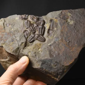 trilobit Ellipsocephalus hoffi