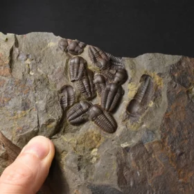 trilobit Ellipsocephalus hoffi