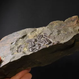 trilobit Ellipsocephalus hoffi