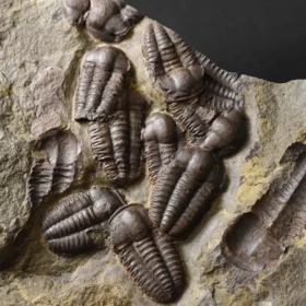 trilobit Ellipsocephalus hoffi