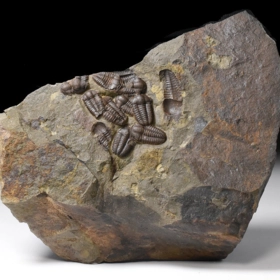 trilobit Ellipsocephalus hoffi