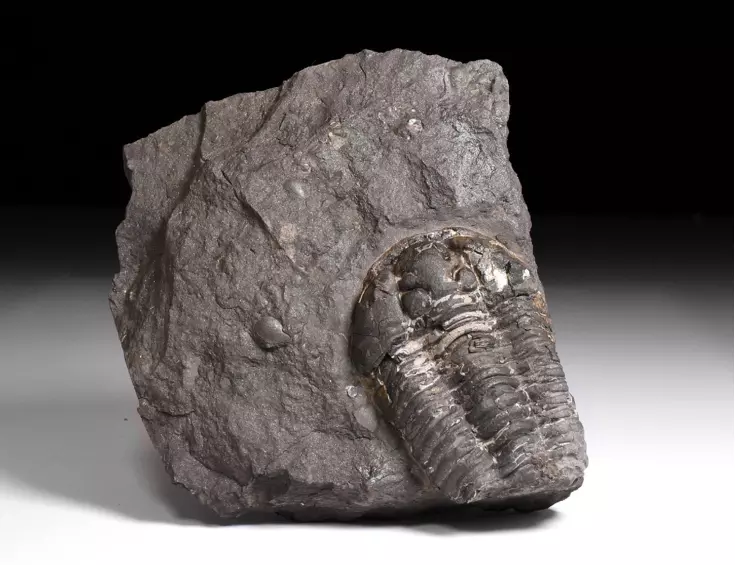 trilobit Flexicalymene pragensis