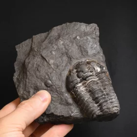 trilobit Flexicalymene pragensis