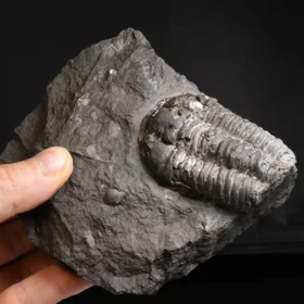 trilobit Flexicalymene pragensis
