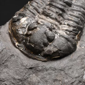 trilobit Flexicalymene pragensis