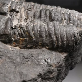 trilobit Flexicalymene pragensis