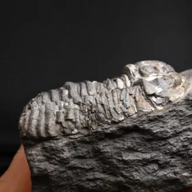 trilobit Flexicalymene pragensis