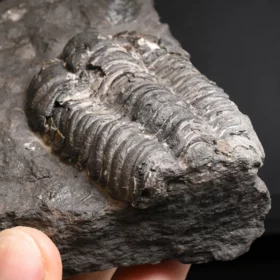 trilobit Flexicalymene pragensis