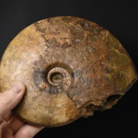 amonit Leioceras comptum