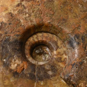 amonit Leioceras comptum