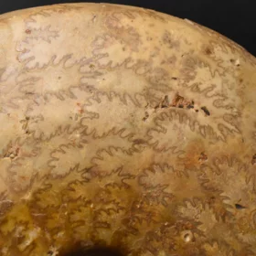 amonit Leioceras comptum