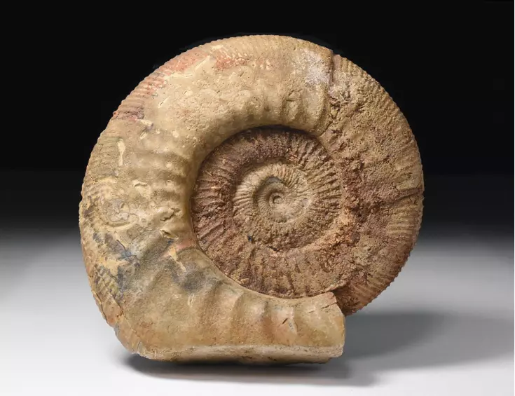 amonit Lithacosphinctes evolutus