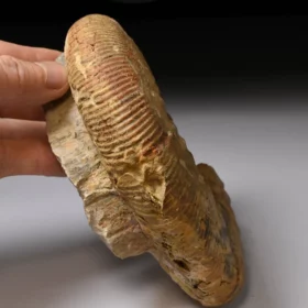 amonit Lithacosphinctes evolutus