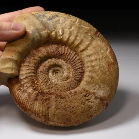 amonit Lithacosphinctes evolutus