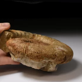 amonit Lithacosphinctes evolutus