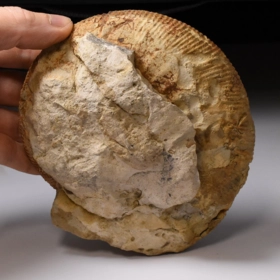 amonit Lithacosphinctes evolutus