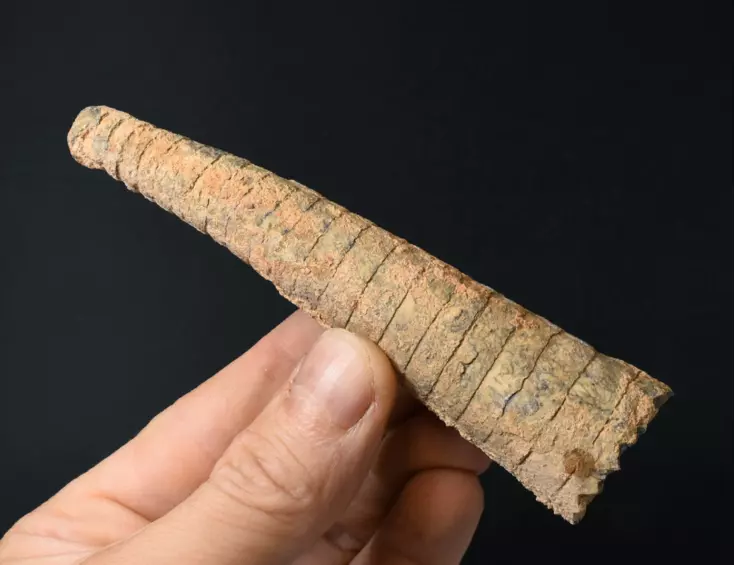 Orthoceras
