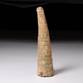 Orthoceras