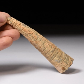 Orthoceras
